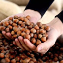 Fındık alım fiyatları 2025 ne kadar oldu? TMO alım Temmuz Samsun, Ordu, Giresun ve Trabzon il il güncel fındık fiyatları