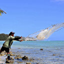 Aux îles Cook, les riches profondeurs du Pacifique aiguisent les appétits