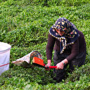 ÇAYKUR ikinci sürgün yaş çay alımlarına devam ediyor: 91 bin tona ulaştı