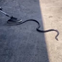 Bingöl'de iş yerine giren yılan itfaiye ekiplerince çıkarıldı