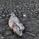 Yeşilsırt Barajı kurudu: Yüzlerce balık kuraklık yüzünden telef oldu