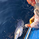 Çanakkale'de 100 kiloluk mavi köpek balığı balıkçıların oltasına takıldı