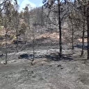 Eskişehir'deki orman yangınında hasar gün ağarınca ortaya çıktı