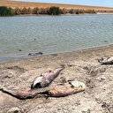 Gölette su seviyesi azalınca oksijensiz kalan balıklar telef oldu