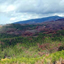 İletişim Başkanlığından "Muğla ormanlarının yüzde 70'i maden ruhsatı kapsamına alındı" iddialarına ilişkin açıklama