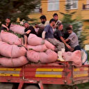 Rize'de tıka basa çay dolu kamyonun kasasında tehlikeli yolculuk