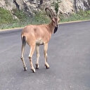 Giresun’da yolda yaban keçisi görüntülendi