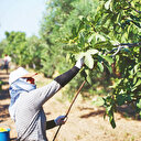 Aydın incirinde bunaltıcı hasat