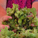 Trabzon’da fındık hasat tarihleri belirlendi