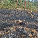 Elektrik tellerine konan kuş yangın çıkardı