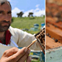 Zahmeti büyük, fiyatı 45 bin TL: Her gün iki çay kaşığı miktarında elde ediliyor