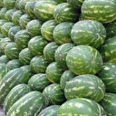 Hayırsever esnaf 20 ton karpuzu 1 saat içinde bedava dağıtarak bitirdi