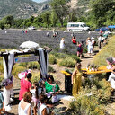 Muğla haberleri: Fethiye'de lavanta bahçesinde hasat yapıldı