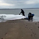 Rusya’daki 8.8’lik büyük depremin ardından balinalar Japonya kıyılarına vurdu