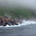 Rusya’da 8.8’lik deprem: Kamçatka kıyılarında düşen kayalardan foklar panikle kaçtı