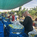 Kilosu 50 TL'den satılıyor: Hasat başladı, Avrupa ve Arap ülkelerinden talep yağıyor