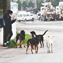 Başıboş köpekleri toplayan yok