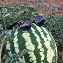 Bu karpuz diğerlerinden farklı: Hıdıroz tamamen susuz yetiştiriliyor