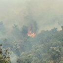 Aydın'da orman yangını