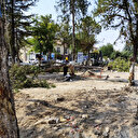 CHP'li belediyeden yeşil kıyımı:  'Titizlikle sökülecek' dedikleri ağaçları bir bir kestiler