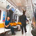Metrodaki tüfekli tavşan yakalandı