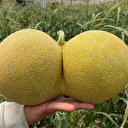 Bilecik'te hasat yapan çiftçiler ikiz karpuzu ve kavunu görünce şoke oldu