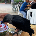 Aç ve susuz kalan yavru kargayı elleriyle besledi