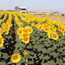 'Gündöndü' tarlaları sürücülere renkli rota sunuyor