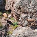 Erzincan'da dağ keçileri yavrularını beslerken görüntülendi