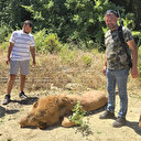 Hayvan parkından kaçan aslan öldürüldü: Saldırdığı kişi sorumlulardan şikayetçi olacağını söyledi