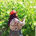 Don geciktirdi ama üretim düşmedi: Yaprakta hedef 2 milyar liralık gelir