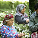 Karacabey’de ıhlamur hasadı yoğun mesaiyle sürüyor