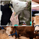 Türkiye'de şap tehdidine karşı harekete geçildi