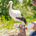 Diyarbakır'daki merkezde aşırı sıcaktan etkilenen yaban hayvanı yavrularına özenli bakım