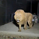 Aslanın saldırısına uğrayan çiftçi o anları anlattı: Biraz güçlü olmasaydım, şu anda bende belki de yoktum