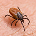 7 ilden sonra İstanbul ve İzmir'de de görülmeye başlandı: İklim değişikliği ile beraber kene alarmı !