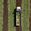 Diyarbakır'da 40 dereceyi aşan sıcakta karpuz hasadı: Türkiye'nin dört bir yanına gönderiliyor