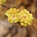 Türkiye'de sadece 3 tane kaldı: Yok olma tehlikesiyle karşı karşıya