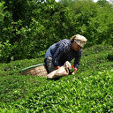 Türk çayı yılın ilk yarısında 104 ülkeye ihraç edildi