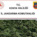 Konya'da jandarmadan uyuşturucu operasyonları