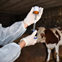 Bakan Yumaklı: 8,5 milyon doz şap aşısını sahaya gönderdik