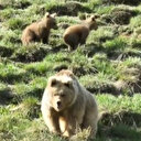 Bayburt'ta iki ayrı yaylada ayılar vatandaşın kamerasına takıldı: Yiyecek aramaya indiler
