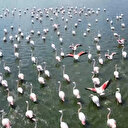 Gölde görüntülenen flamingolar görsel şölen oluşturdu