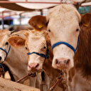 Tarım ve Orman Bakan Yardımcısı Gümen: Aşısı olmayan hiçbir hayvanın da sevkine izin verilmeyecek