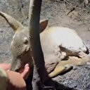 Çanakkale'deki alevlerin gölgesinde merhamet: Yaralı yavru ceylana umut oldular