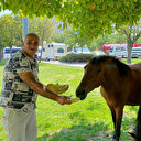 Yılkı atları kent merkezine indi: Pazarcılar kavun ve karpuz ile besledi