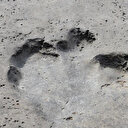 Teksas'taki sel 110 milyon yıllık dinozor izlerini ortaya çıkardı