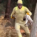 Çanakkale'deki yangın felaketinde alevlerin içinden yavru köpek ve kaplumbağa kurtarıldı