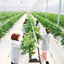 49 enstitüde topraksız tarım çalışması