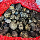 Avlanması yasak olan kum midyesini tam 650 kilo avladılar: Ekipler acımadı 2 milyon 266 bin lira ceza kesti